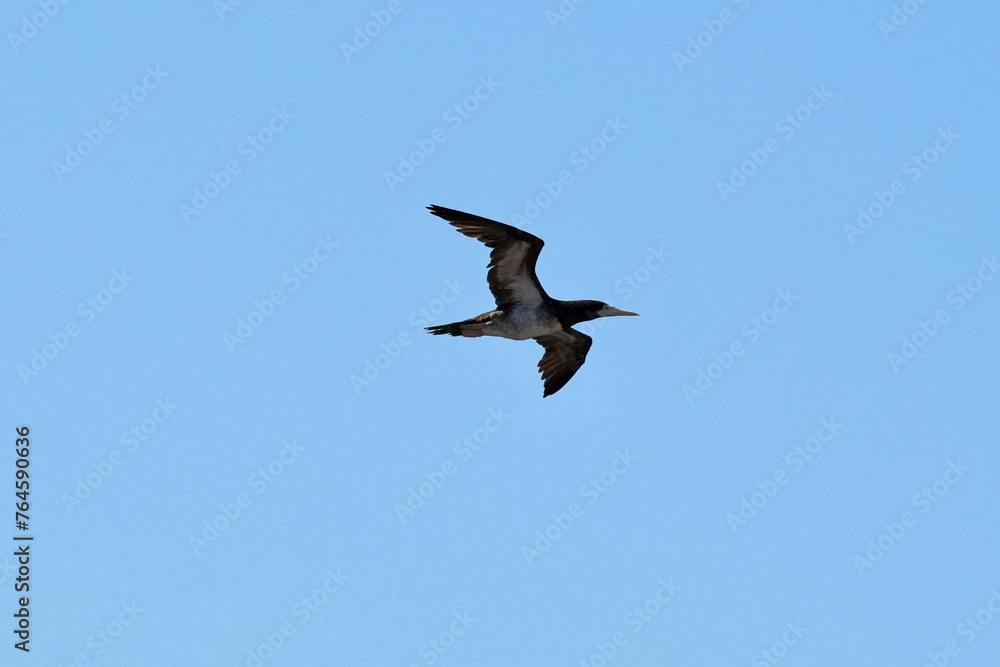 brown booby in flight brown booby in flight