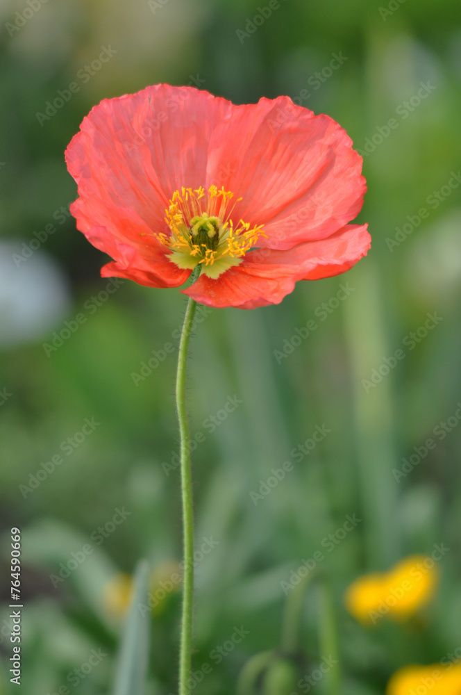 red poppy flower red poppy flower