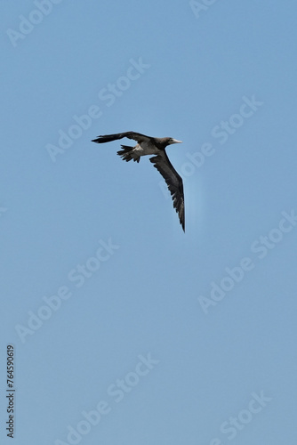 brown booby in flight