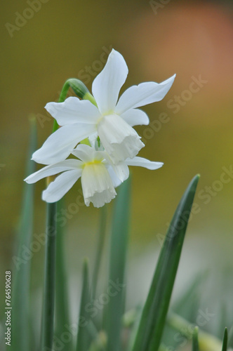 Daffodil or narcissus flowers