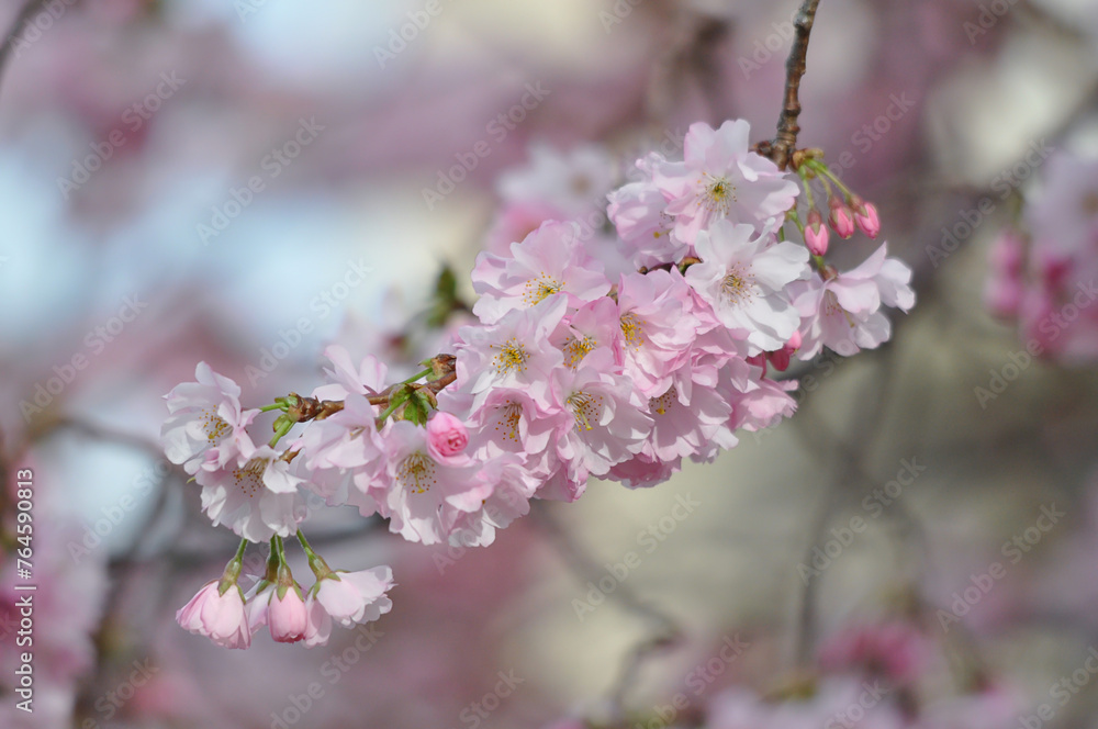 Cherry blossom or Sakura in spring
