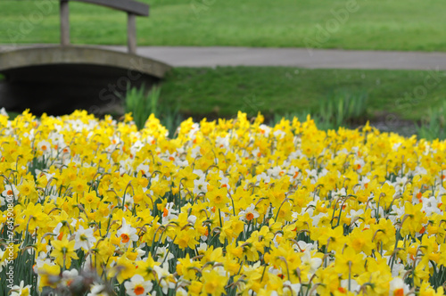 Daffodil or narcissus in the garden photo