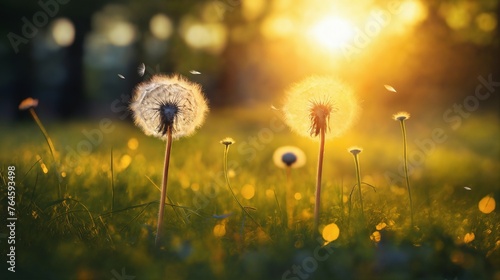 a beautiful summer landscape with dandelions and grass in a forest glade at sunset  sunlight and beautiful nature