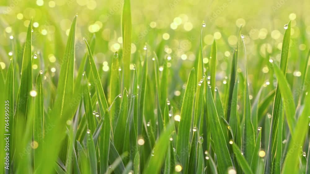 dew drops on green grass in the morning with sunshine . Drops of water on the green leaves. dew drops on green grass in the morning with sunshine . Drops of water on the green leaves.