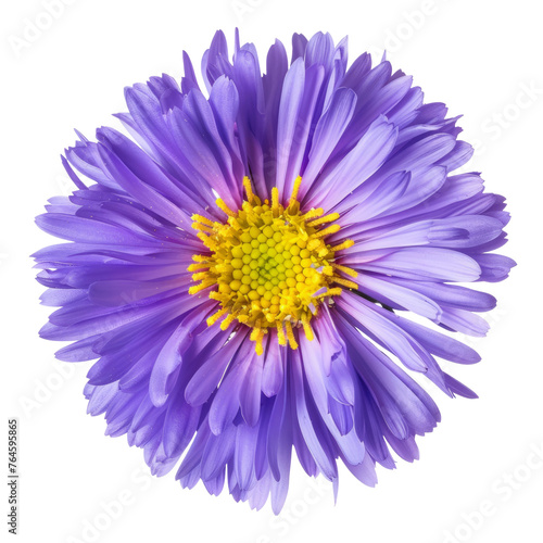 Rurple aster flowers isolated on white