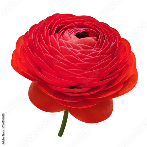 buttercup or ranunculus on transparent background png file