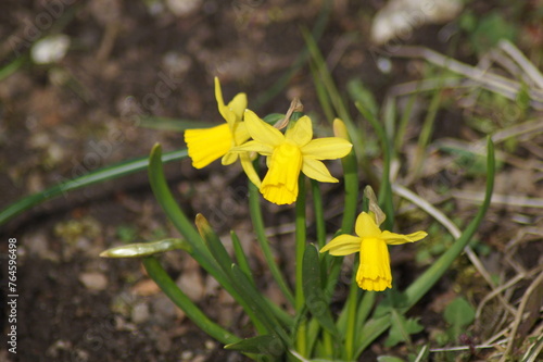 Yellow flowers of the spring flower narcissus, daffodil, narcissus#