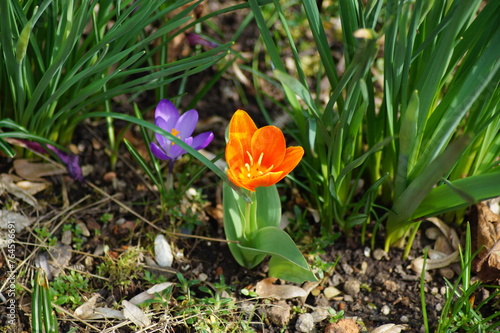 orange blossom of the spring flower tulip fosteriana juan