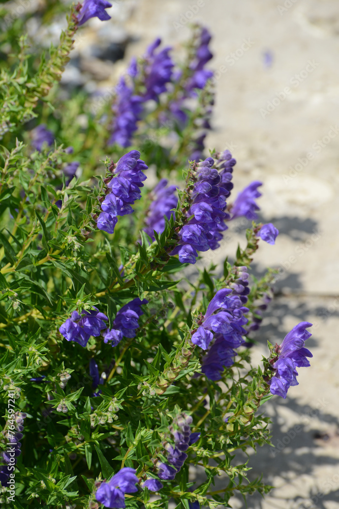 Fototapeta premium Ehrenpreis, Silberblatt Ehrenpreis, Veronica spicata subsp. Incana, Silbersee