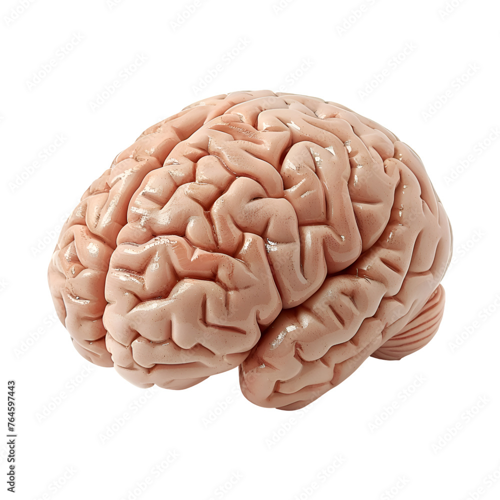 Realistic Human Brain model - PNG Cutout Isolated on a Transparent Backdrop Realistic Human Brain model - PNG Cutout Isolated on a Transparent Backdrop