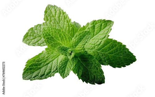 Exploring the Coolness of Peppermint