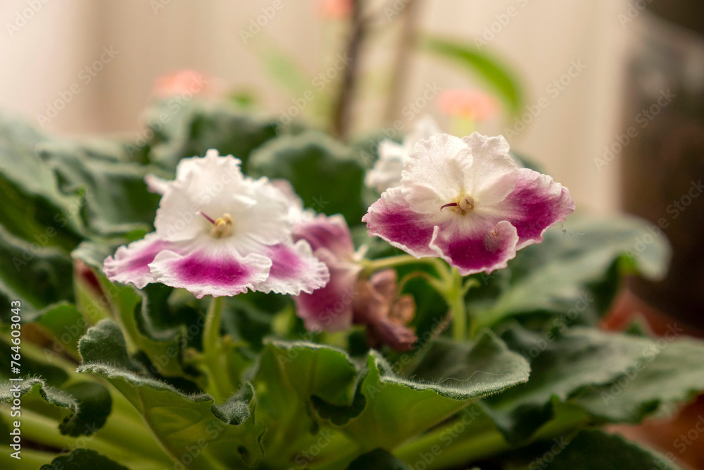 Decorative live violet flower in pot at home, Decorative live violet flower in pot at home,