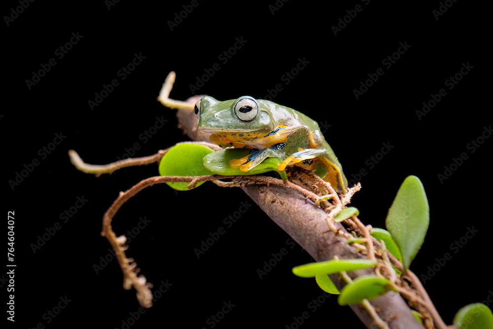 Obraz premium frog on a black