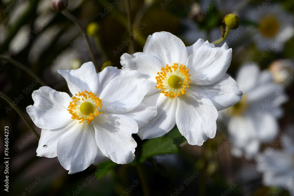 Herbst-Anemone, Anemone hupehensis L., Samenstände, Einzelpflanze, Pflanzendetail Herbst-Anemone, Anemone hupehensis L., Samenstände, Einzelpflanze, Pflanzendetail