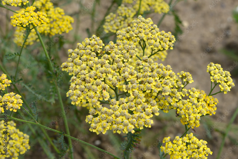 Gewöhnliche Schafgarbe, Achillea millefolium Gewöhnliche Schafgarbe, Achillea millefolium