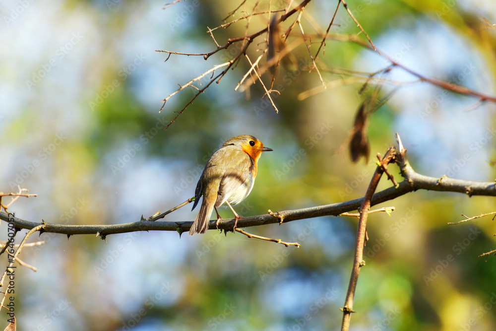 Naklejka premium Redthroat in spring season.Centre Val de Loire Region