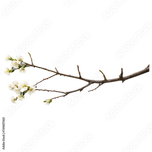 branch of a cherry tree PNG.Ai