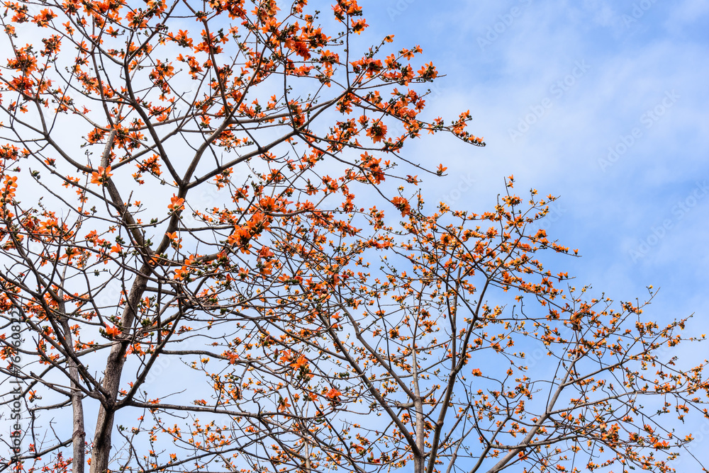 The kapok trees bloom with red flowers spring. Kapok also known as the The kapok trees bloom with red flowers spring. Kapok also known as the