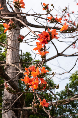 The kapok trees bloom with red flowers spring. Kapok also known as the "hero flower". 


