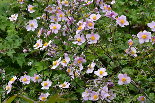 Herbst-Anemone,  Anemone hupehensis L., Samenstände,  Einzelpflanze, Pflanzendetail photo