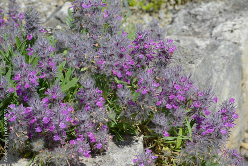 Lavendelbl  tiger Ziest   Stachys lavendulifolia