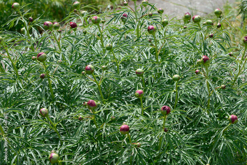 Pfingstrose,  Paeonia x smouthii – Geschlitztblättrige photo