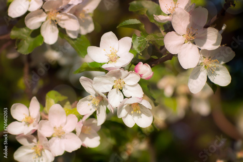 apple tree in bloom