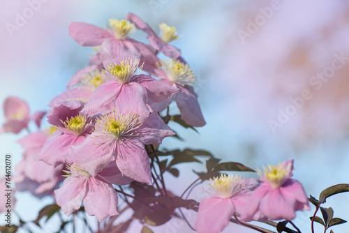 Pink clematis flower on colourful background