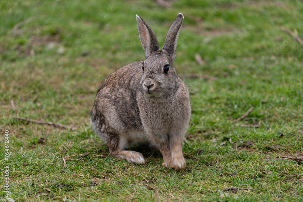 Fototapeta premium image of a field rabbit playing in the grass