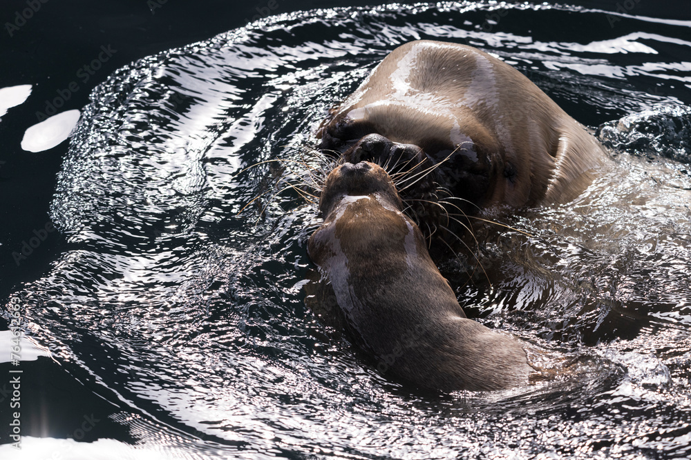Obraz premium images of photographs of seals swimming in the water