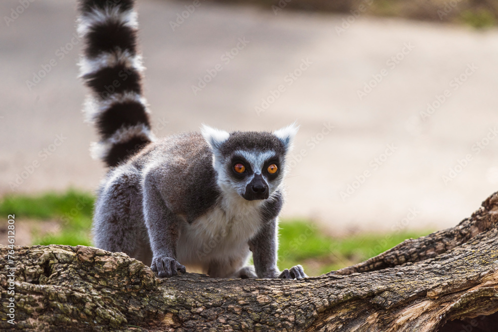 fotografias de un lemur contento jugando libremente 