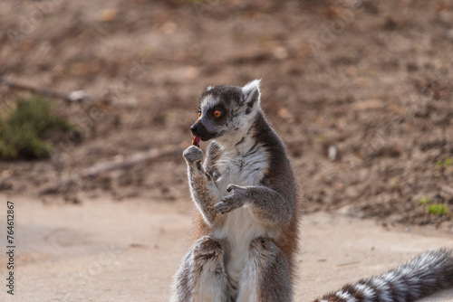 fotografia de un lemur comiendo hojas verdes , distraido alegremente 