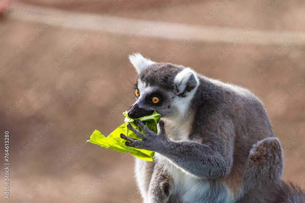 Obraz premium fotografia de un lemur comiendo hojas verdes , distraido alegremente 