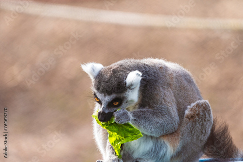 Fototapeta Naklejka Na Ścianę i Meble -  fotografia de un lemur comiendo hojas verdes , distraido alegremente 