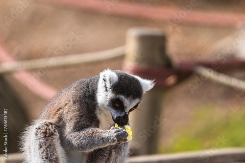 fotografias de un lemur contento jugando libremente  photo