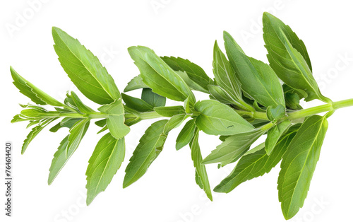 Discovering the Flavor Potential of Stevia