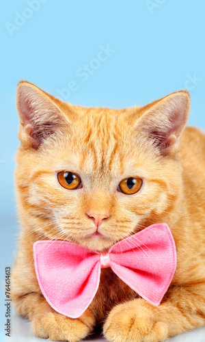 Portrait of cute funny red cat wearing blue bow tie. Vertical image