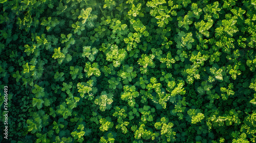 Lush Green Forest Canopy from Above
