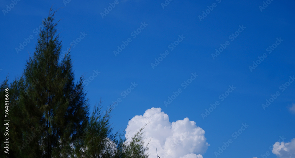 Pine tree with sky and clouds in the daytime. The scenery of nature in ...