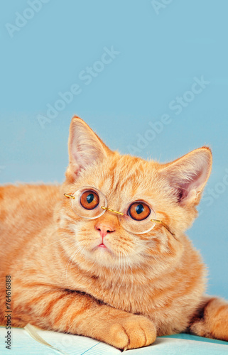 Cute business cat wearing glasses. Vertical image