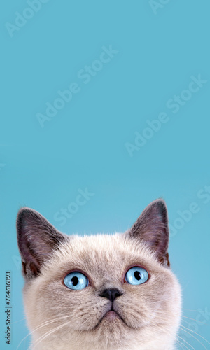 Portrait of cute siamese cat. Vertical image