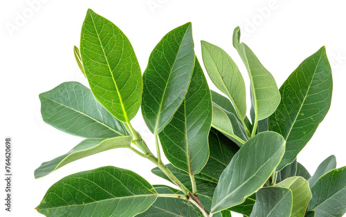 Delighting in the Aroma of Bay Laurel