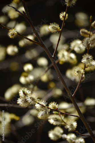 Fluffy flowering willow branches