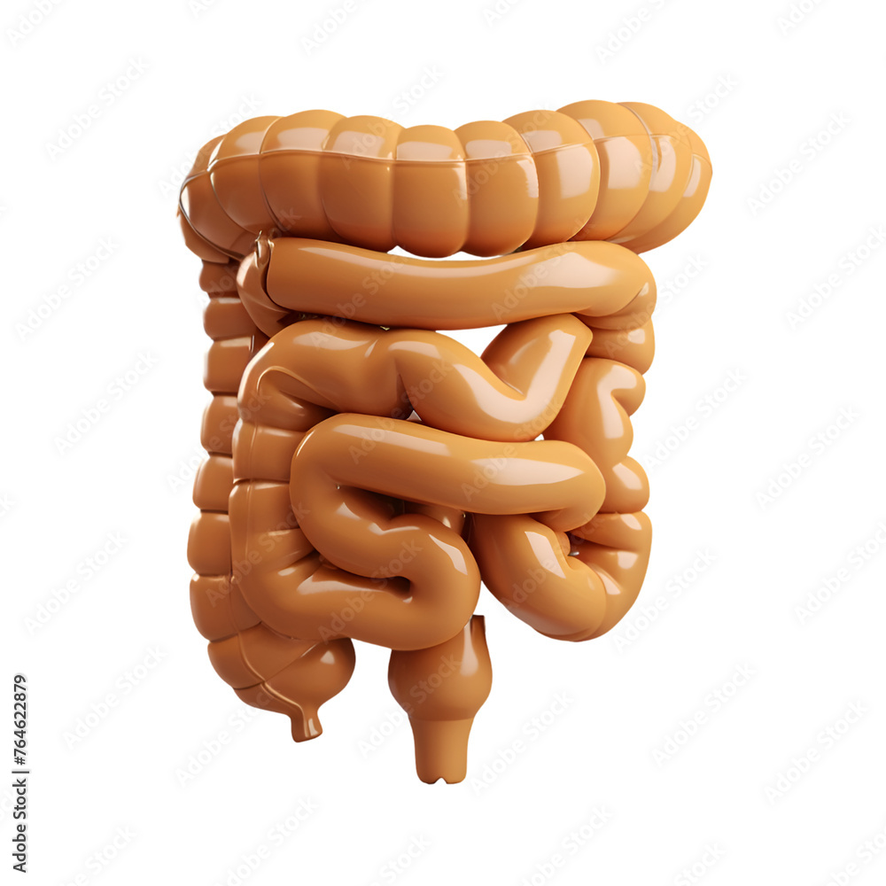 © MistoGraphy - Digestive System Model - PNG Cutout Isolated on Transparent Background