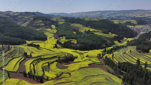 Aerial view of Canola Fields Terraces in Majie town, Luoping, Yunnan, China photo