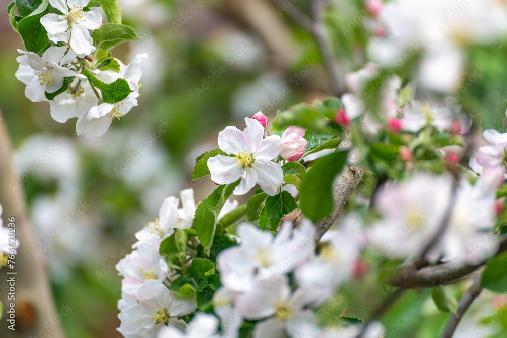 Banner background with bee and blooming tree branches, honey production and spring concept Banner background with bee and blooming tree branches, honey production and spring concept