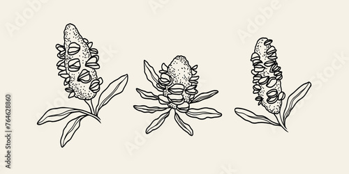 Set of hand drawn banksia seed pods. Australian native plants	