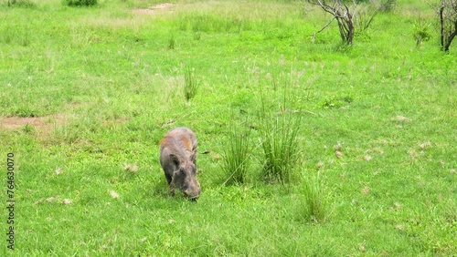 A warthog is seen in its natural habitat, grazing peacefully on the green grass of the African savannah. The warthog moves about with occasional pauses to sniff the air, showcasing its survival instin photo