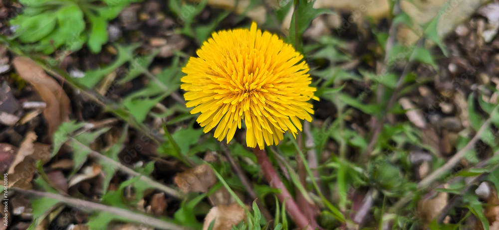 Common dandelion (Taraxacum sect. Ruderalia) Common dandelion (Taraxacum sect. Ruderalia)