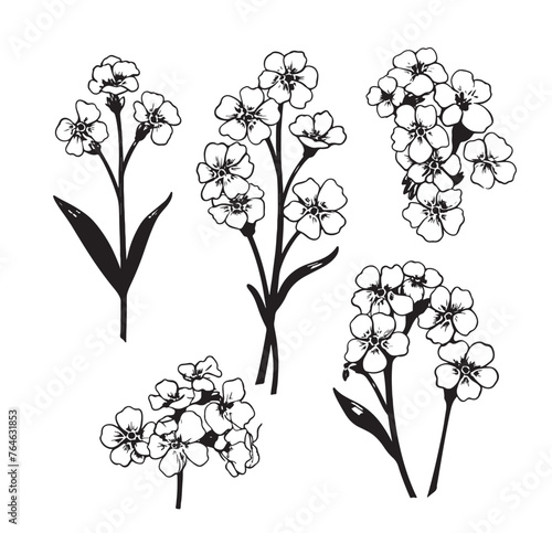 Forget-me-not flowers vector illustration isolated on white background, ink sketch, decorative herbal doodle, line art style for design medicine, wedding invitation, greeting card, floral cosmetic